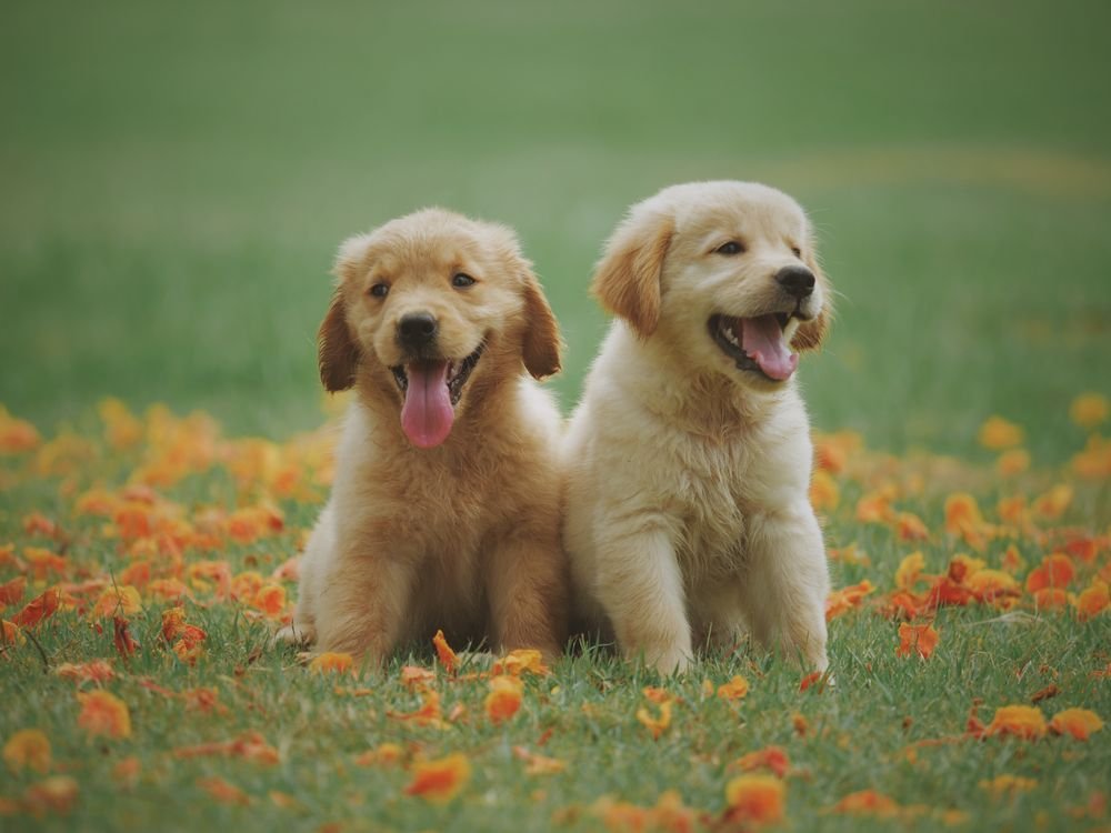 Perro sonriente