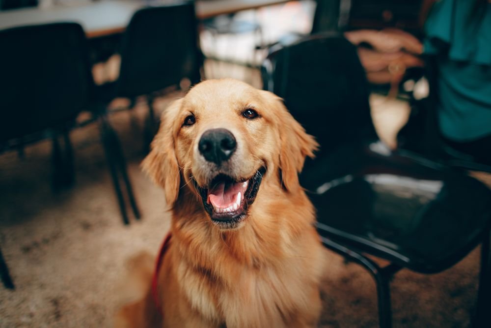 Perro listo para paseo
