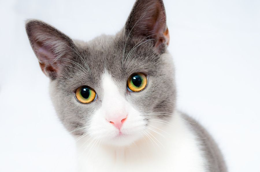 Grooming para gatos